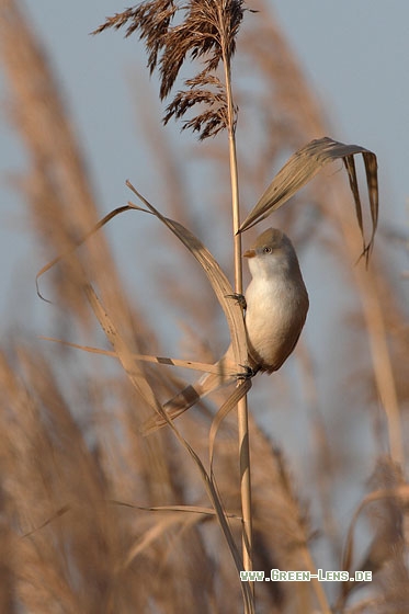 Bartmeise - Copyright Stefan Pfützke