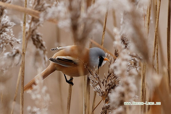 Bartmeise - Copyright Stefan Pfützke