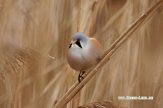 Bartmeise - Copyright Stefan Pfützke