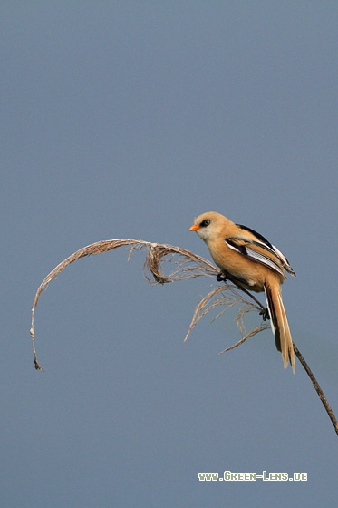 Bartmeise - Copyright Stefan Pfützke