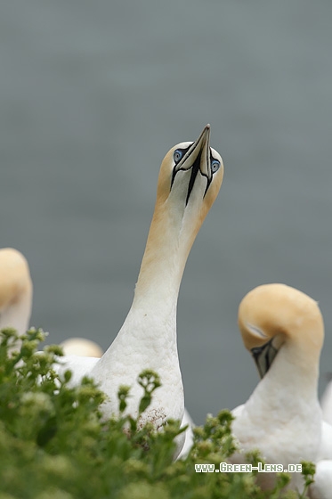 Basstölpel - Copyright Stefan Pfützke