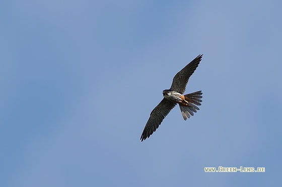 Baumfalke - Copyright Stefan Pfützke