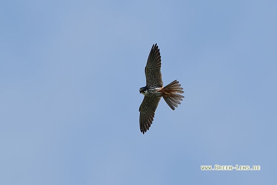 Baumfalke - Copyright Stefan Pfützke