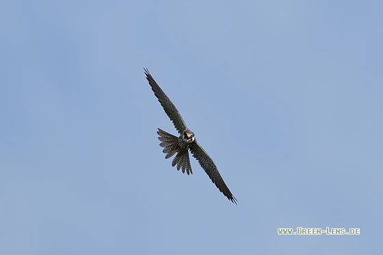 Baumfalke - Copyright Stefan Pfützke