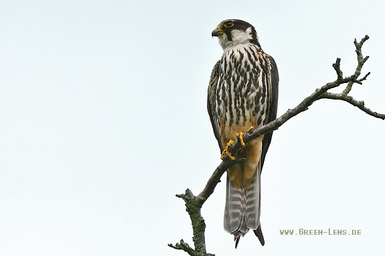 Baumfalke - Copyright Stefan Pfützke