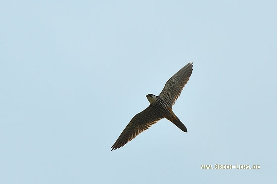 Baumfalke - Copyright Stefan Pfützke