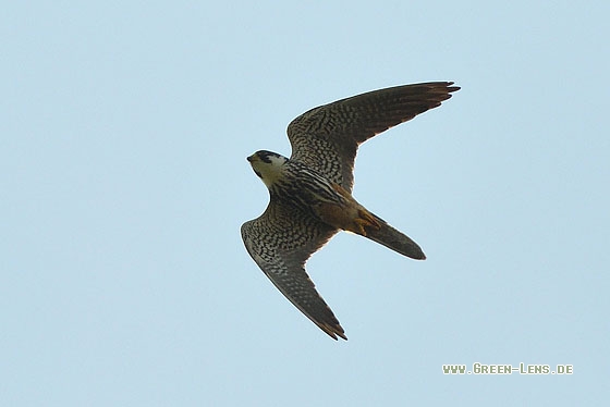 Baumfalke - Copyright Stefan Pfützke