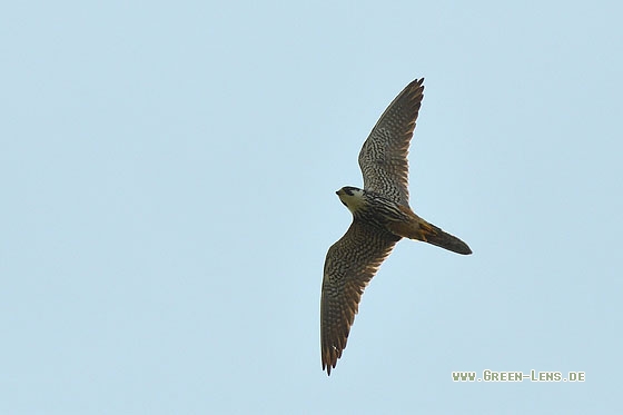 Baumfalke - Copyright Stefan Pfützke