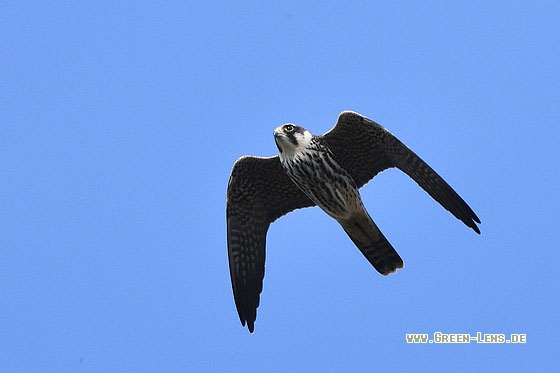 Baumfalke - Copyright Stefan Pfützke