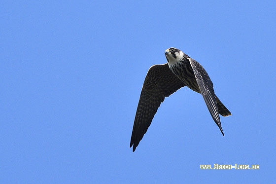 Baumfalke - Copyright Stefan Pfützke