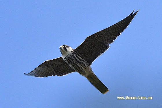 Baumfalke - Copyright Stefan Pfützke