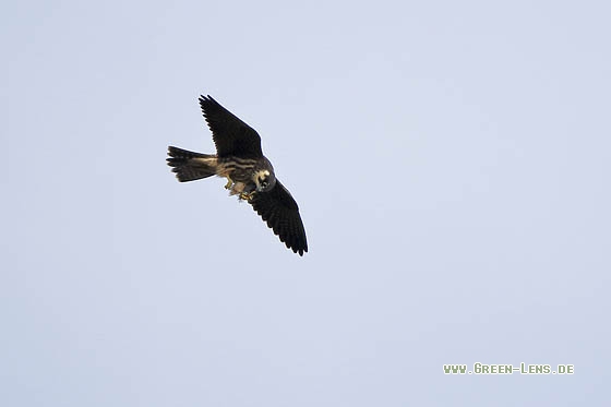 Baumfalke - Copyright Stefan Pfützke