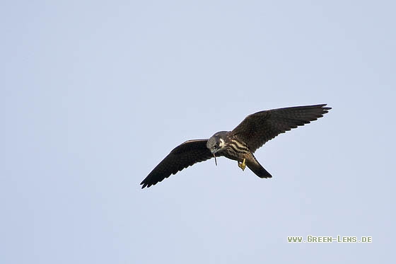 Baumfalke - Copyright Stefan Pfützke