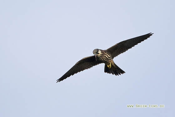 Baumfalke - Copyright Stefan Pfützke