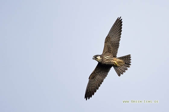 Baumfalke - Copyright Stefan Pfützke