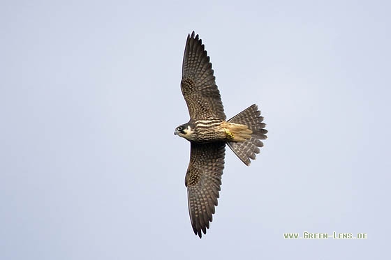 Baumfalke - Copyright Stefan Pfützke