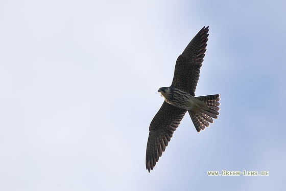 Baumfalke - Copyright Stefan Pfützke