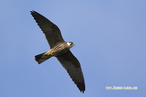 Baumfalke - Copyright Stefan Pfützke