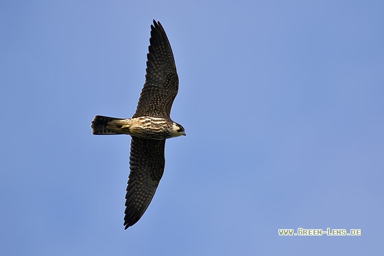 Baumfalke - Copyright Stefan Pfützke