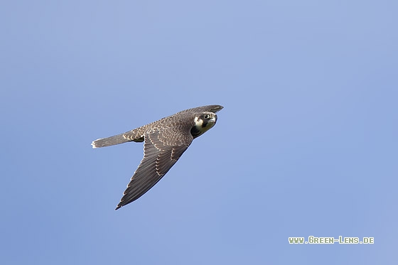 Baumfalke - Copyright Stefan Pfützke