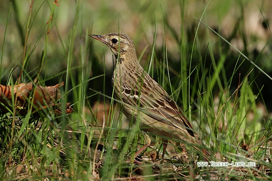 Baumpieper - Copyright Stefan Pfützke