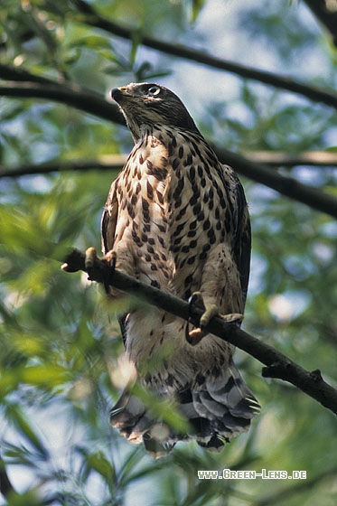 Habicht - Copyright Mathias Putze
