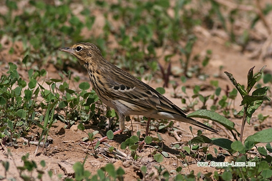 Baumpieper - Copyright Stefan Pfützke