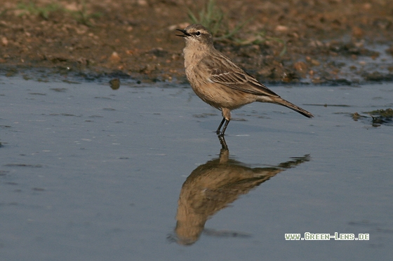 Bergpieper - Copyright Stefan Pfützke