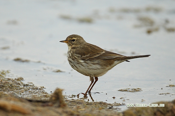 Bergpieper - Copyright Stefan Pfützke