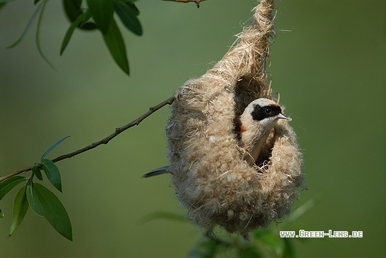 Beutelmeise - Copyright Christian Gelpke