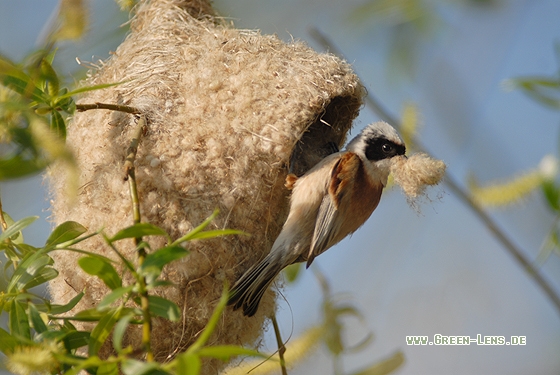 Beutelmeise - Copyright Christian Gelpke