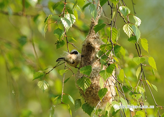 Beutelmeise - Copyright Christian Gelpke
