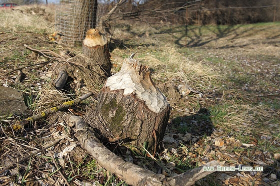 Europäischer Biber - Copyright Stefan Pfützke