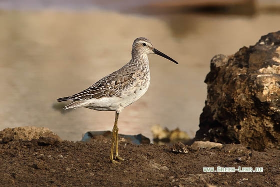 Bindenstrandläufer - Copyright Stefan Pfützke