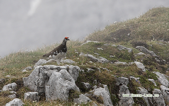 Alpenschneehuhn - Copyright Christoph Moning