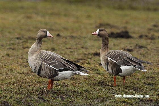 Blässgans - Copyright Stefan Pfützke