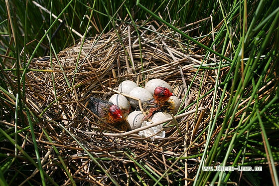 Blässhuhn - Copyright Stefan Pfützke