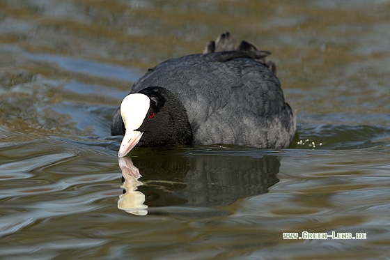 Blässhuhn - Copyright Stefan Pfützke