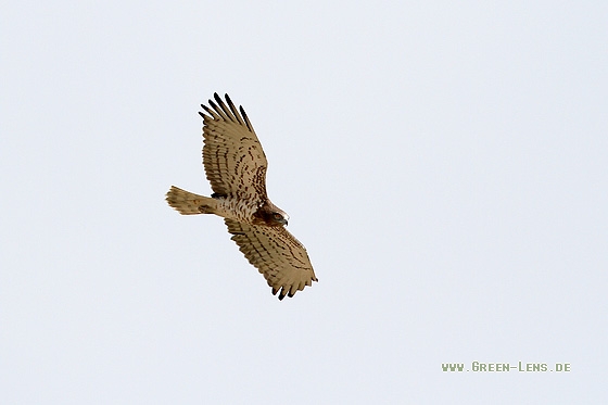 Schlangenadler - Copyright Stefan Pfützke