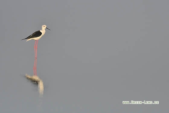 Stelzenläufer - Copyright Stefan Pfützke