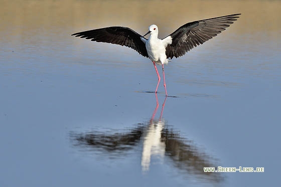 Stelzenläufer - Copyright Stefan Pfützke