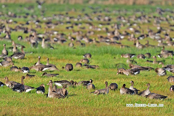 Blässgans - Copyright 