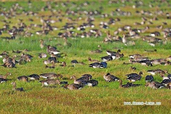 Blässgans - Copyright 