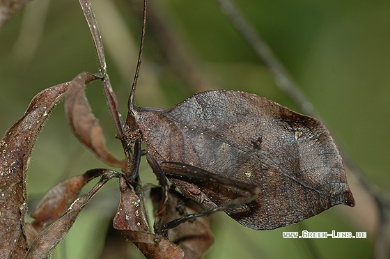 Blatt Katydid - Copyright Christian Gelpke