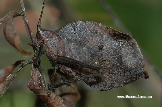 Blatt Katydid - Copyright Christian Gelpke