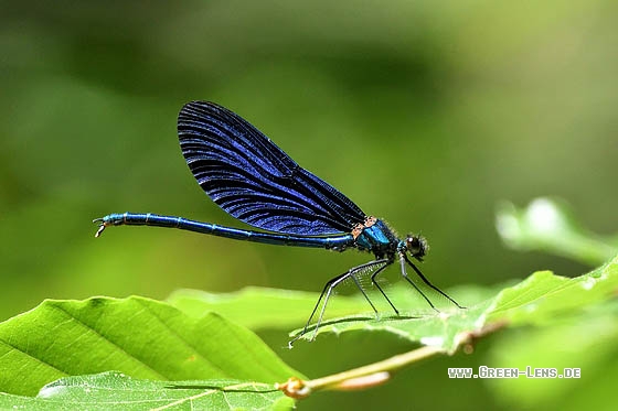 Blauflügelige Prachtlibelle - Copyright Stefan Pfützke