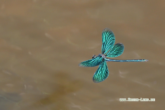 Blauflügelige Prachtlibelle - Copyright Stefan Pfützke