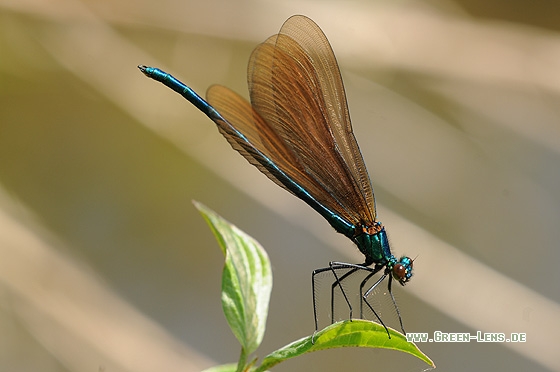 Blauflügelige Prachtlibelle - Copyright Christian Gelpke