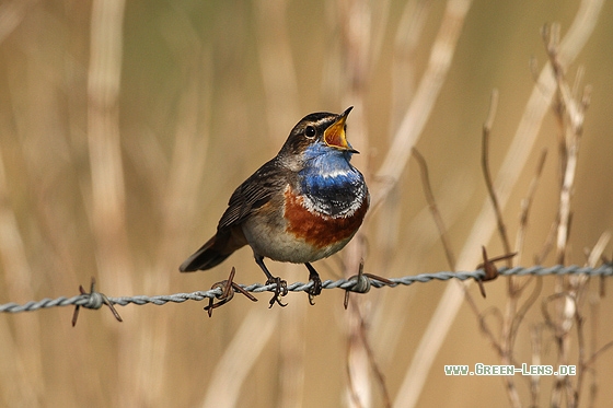 Blaukehlchen - Copyright Stefan Pfützke