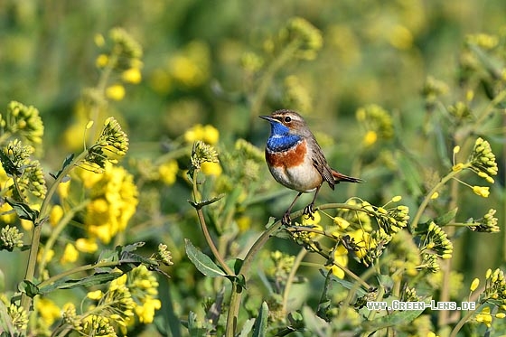 Blaukehlchen - Copyright Stefan Pfützke